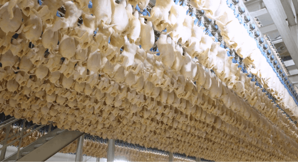 Poultry carcasses hanging on an automated conveyor system in a manufacturing facility.