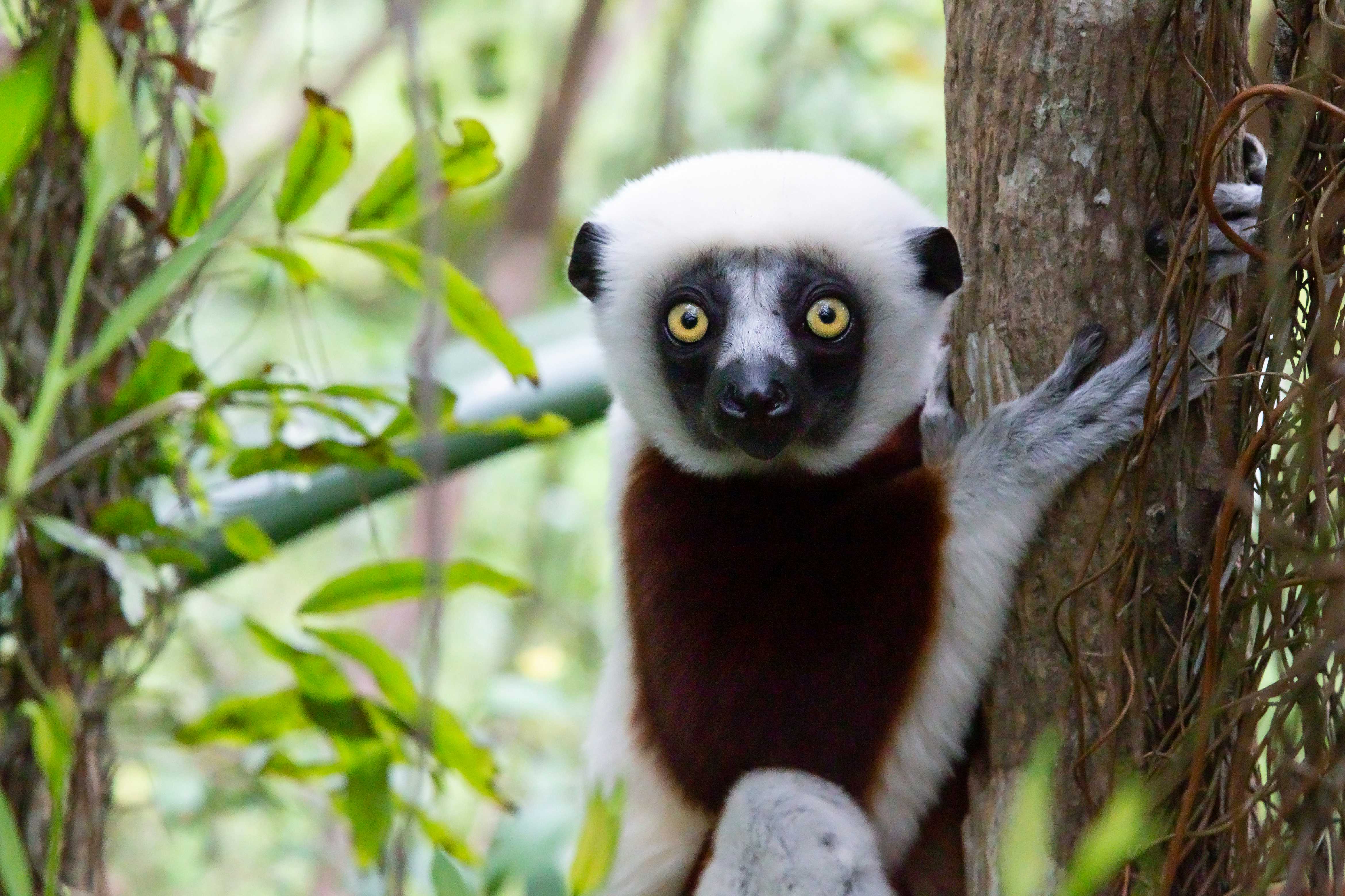 Madagascar's rich and surprising flora and fauna. Forests home to endemic species such as lemurs, birds, chameleons, etc.