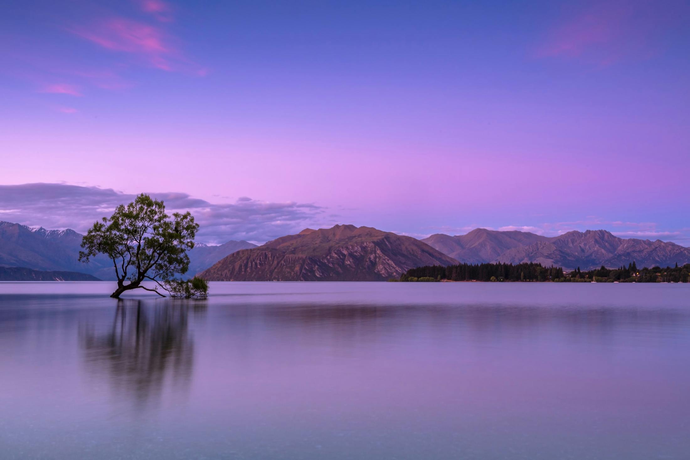 Tree on a mountain lake