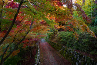 A peaceful stone path winds through a forest with vibrant autumn foliage, featuring red, orange, and yellow leaves arching overhead. Moss-covered stone walls line the path, and fallen leaves scatter the ground.