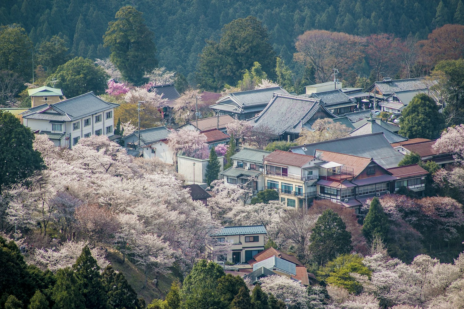 Mt. Yoshino, Nara