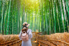 A person wearing a hat and backpack walks up a wooden path surrounded by tall, dense bamboo trees, with sunlight streaming through the green canopy above.