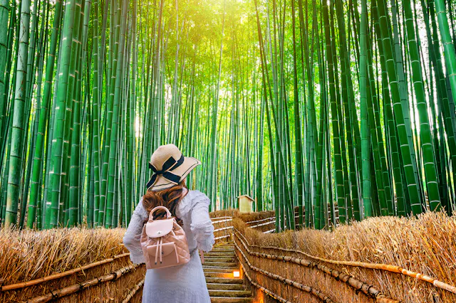 A person wearing a hat and backpack walks up a wooden path surrounded by tall, dense bamboo trees, with sunlight streaming through the green canopy above.