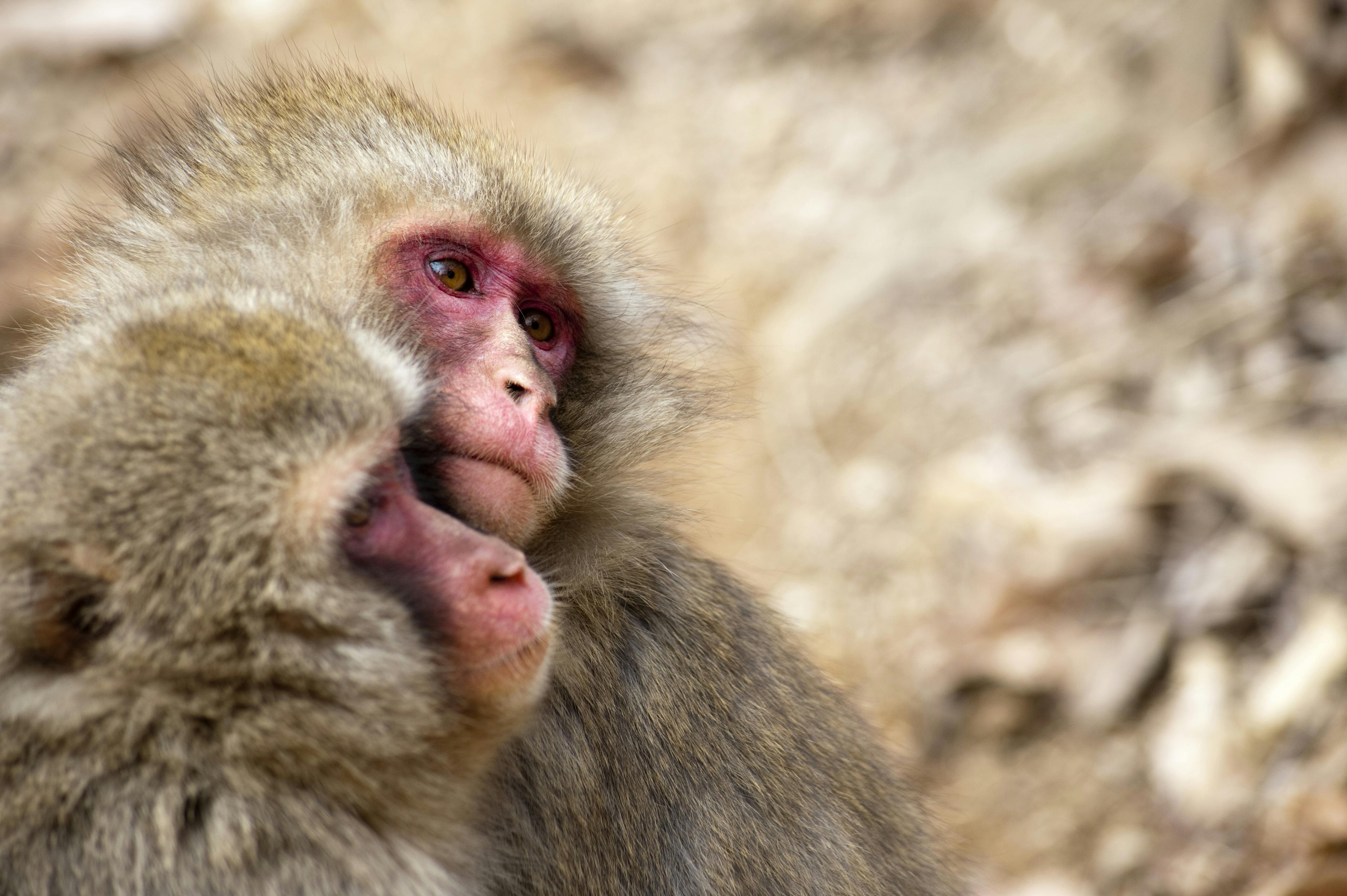 Two Japanese macaques, also known as snow monkeys, are closely huddled together. One macaque looks off into the distance while the other faces slightly away, both with soft, furry coats and reddish faces.