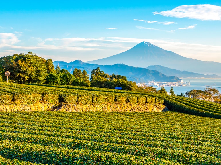 Experience Shimizu: Exclusive Tour for Cruise Ship Passengers