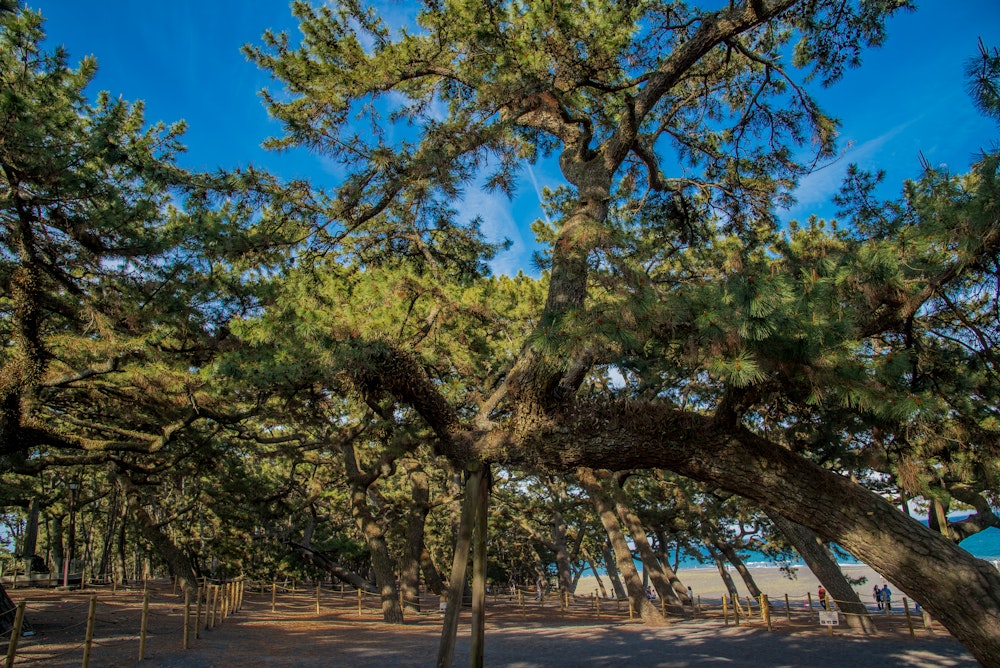 Miho Pine Tree Grove