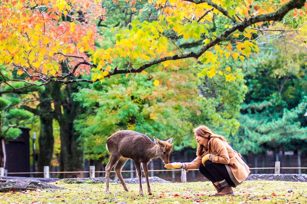 Nara Park