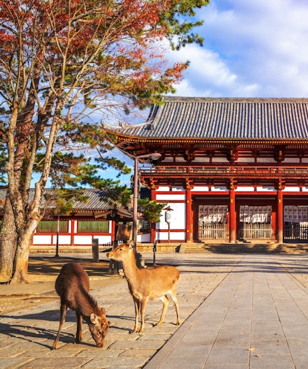 Full-Day Private Guided Tour to Nara Temples