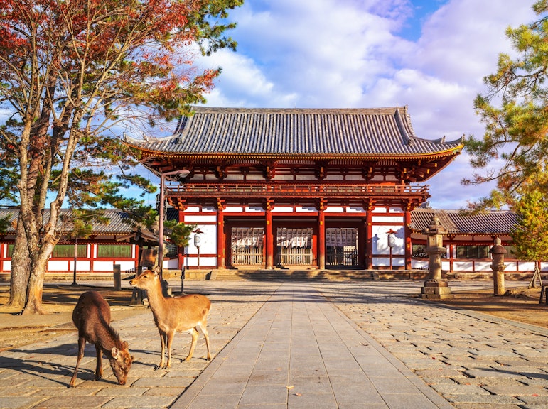 Full-Day Private Guided Tour to Nara Temples