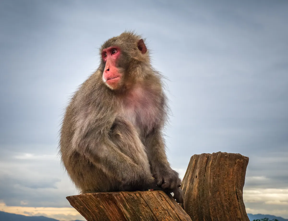 Monkey Park Iwatayama Monkey Park Iwatayama