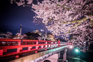 A red bridge illuminated at night stretches beneath blooming cherry blossom trees, with city buildings and lights visible in the background. The scene is serene and vibrant, showcasing traditional Japanese architecture.