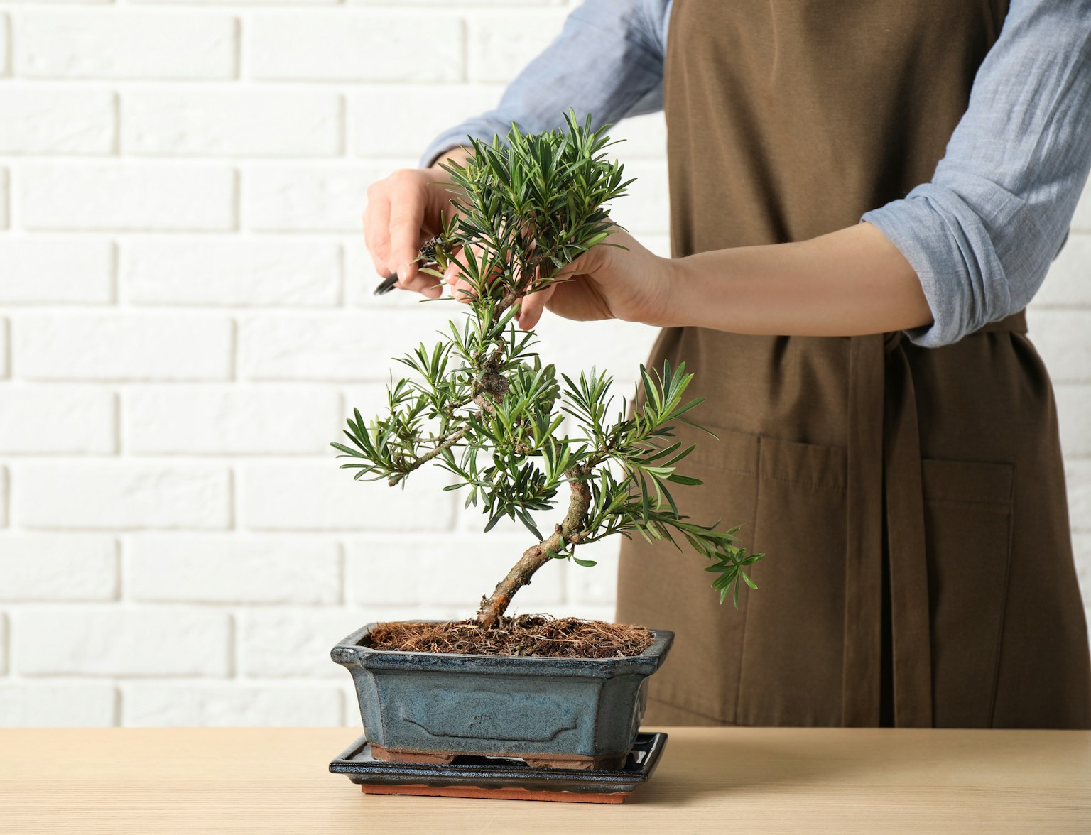 Woman cutting bonsai Woman cutting bonsai