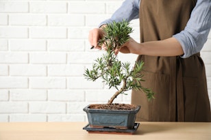 Woman cutting bonsai
