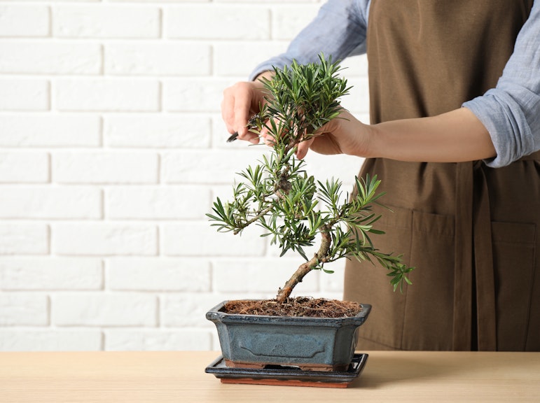 나만의 분재 만들기: 도쿄 가이드 워크숍 투어