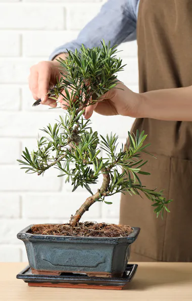 Woman cutting bonsai Woman cutting bonsai