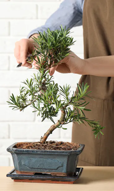 Woman cutting bonsai Woman cutting bonsai