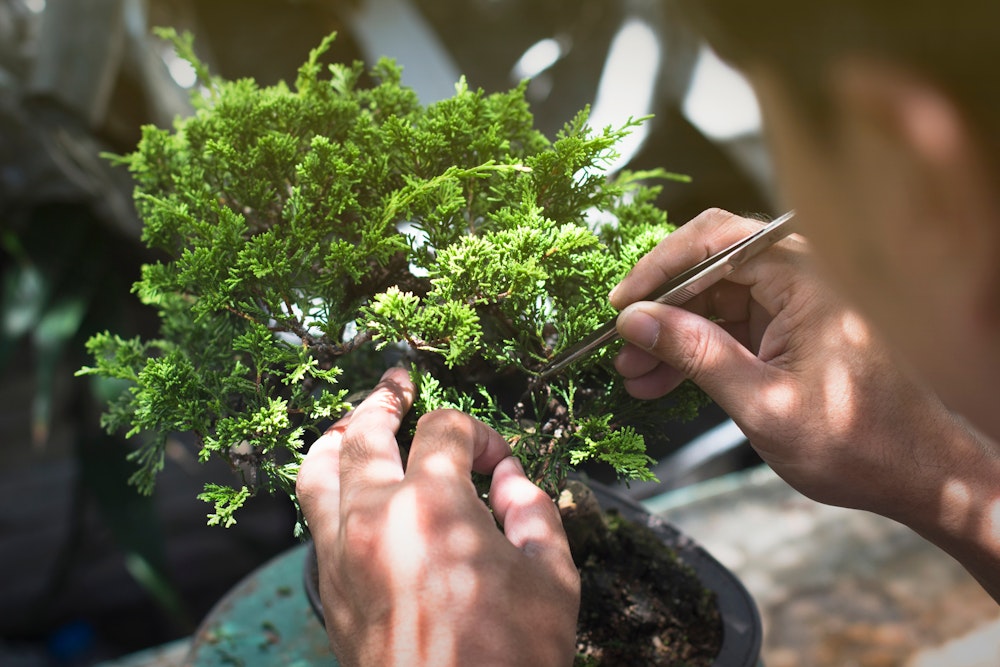 Man cutting bonsai