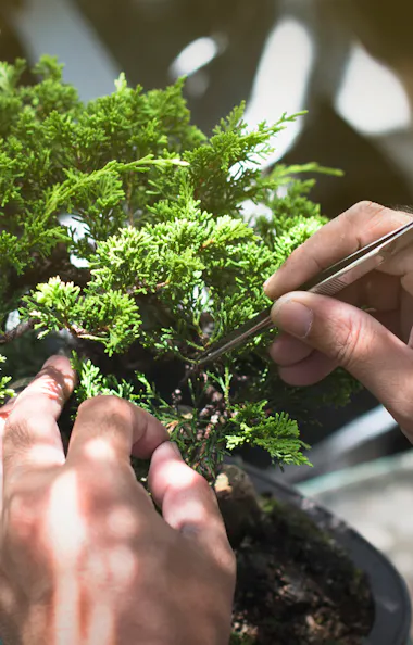Man cutting bonsai Man cutting bonsai