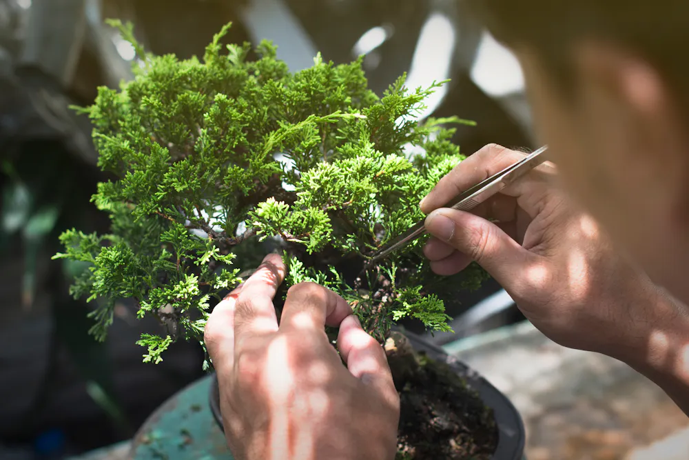Man cutting bonsai Man cutting bonsai