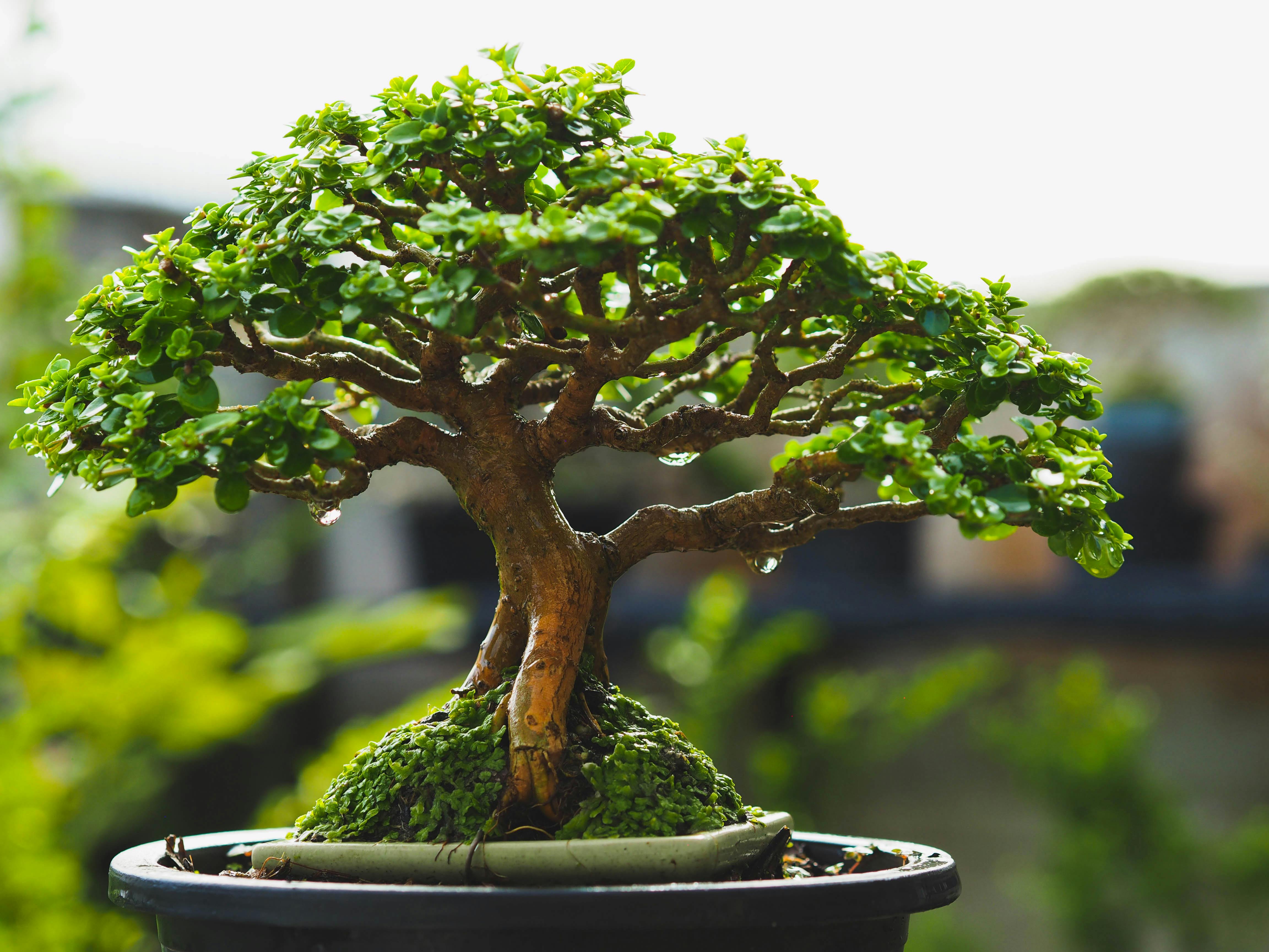 Bonsai