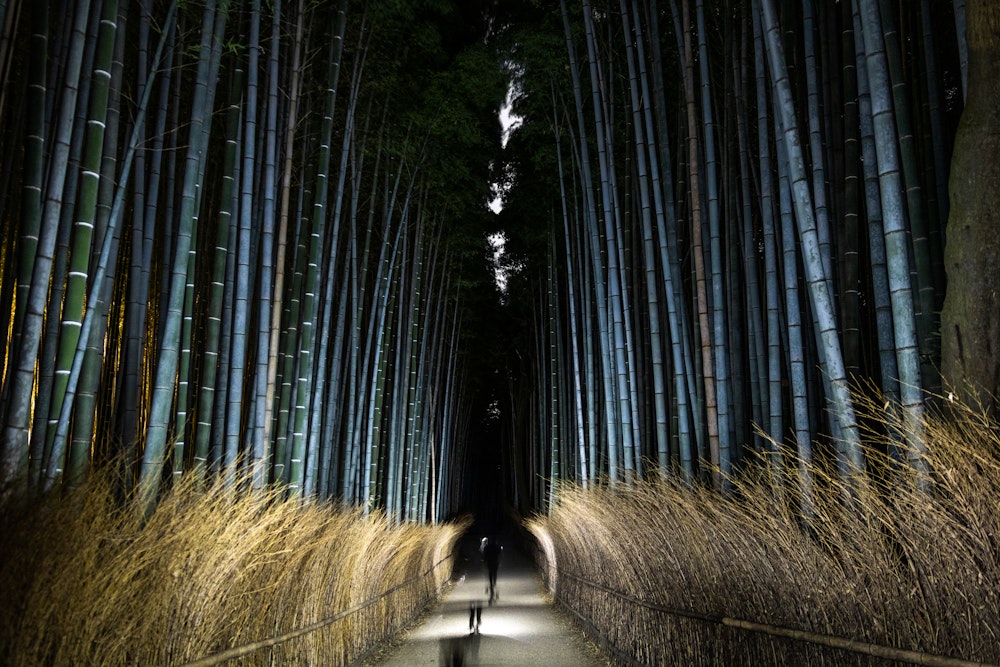Arashiyama Bamboo Forest at Night
