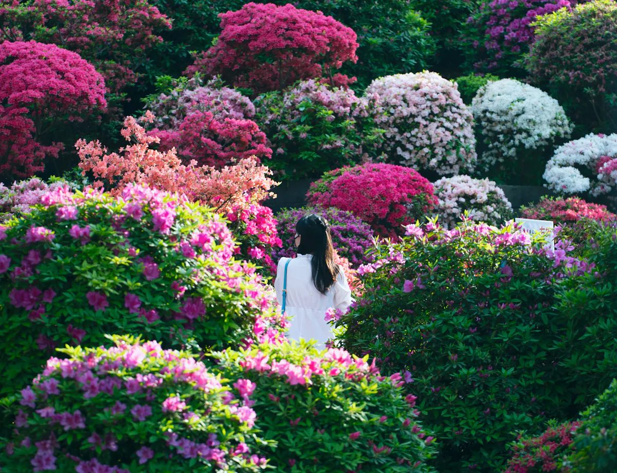 Nezu Shrine A woman in a white dress stands among vibrant, blooming bushes of pink, magenta, and white flowers in a lush garden, surrounded by dense greenery and colorful blossoms.
