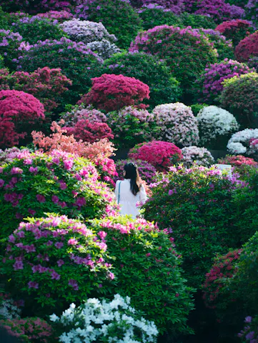 A woman in a white dress stands among vibrant, blooming bushes of pink, magenta, and white flowers in a lush garden, surrounded by dense greenery and colorful blossoms.