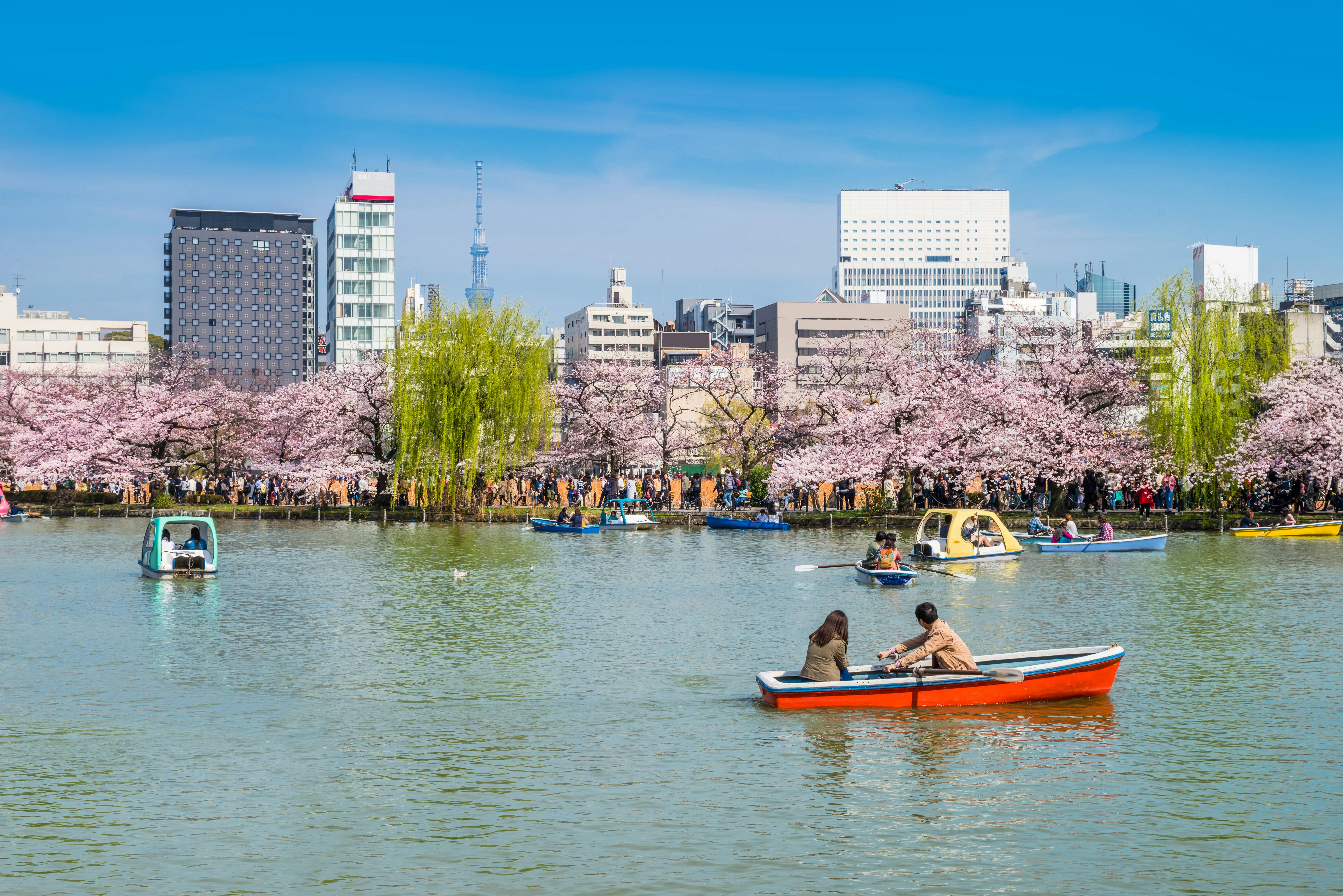 People ride paddle boats and rowboats on a lake lined with cherry blossom trees, with a cityscape of tall buildings in the background under a clear blue sky.