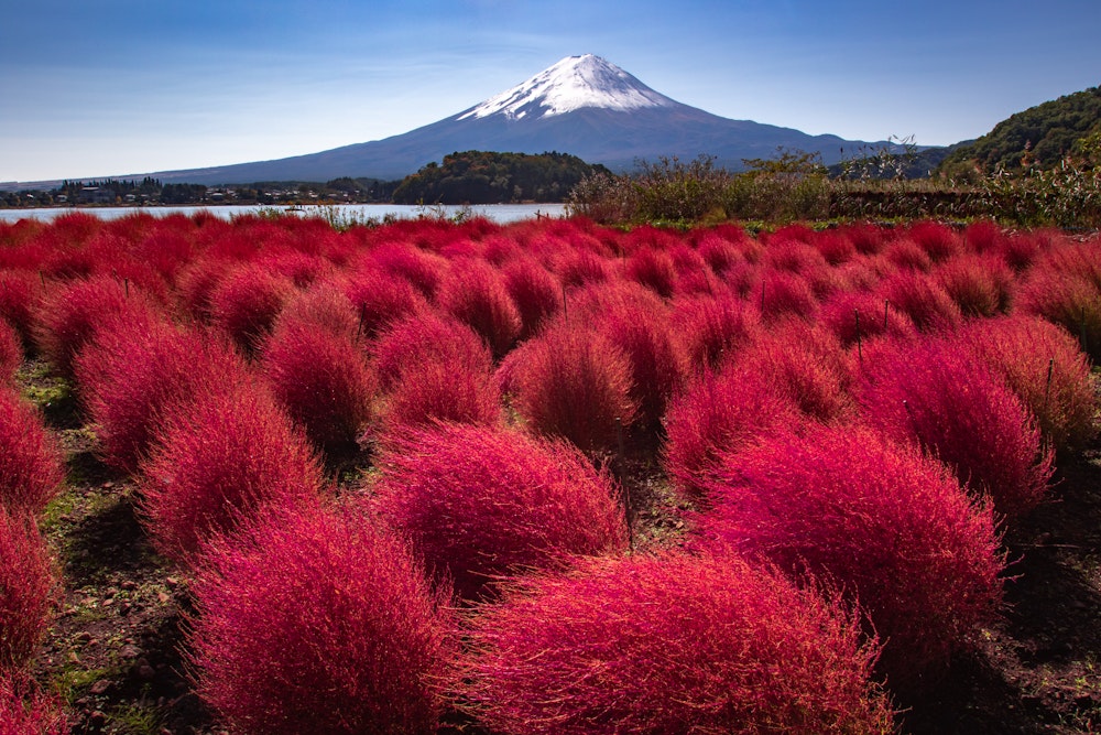 Oishi park Fuji