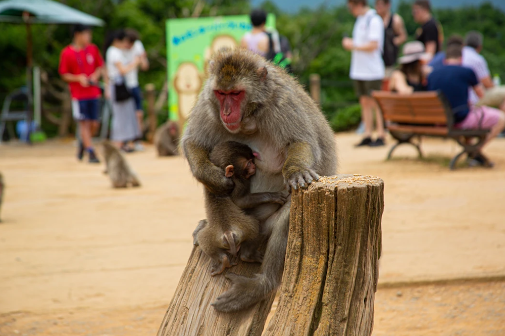 Arashiyama Monkey Park