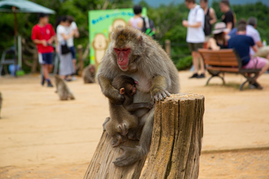 Arashiyama Monkey Park