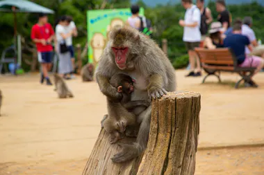 A mother monkey sits on a tree stump breastfeeding her baby, with more monkeys and people walking and sitting on benches in the background at an outdoor park.