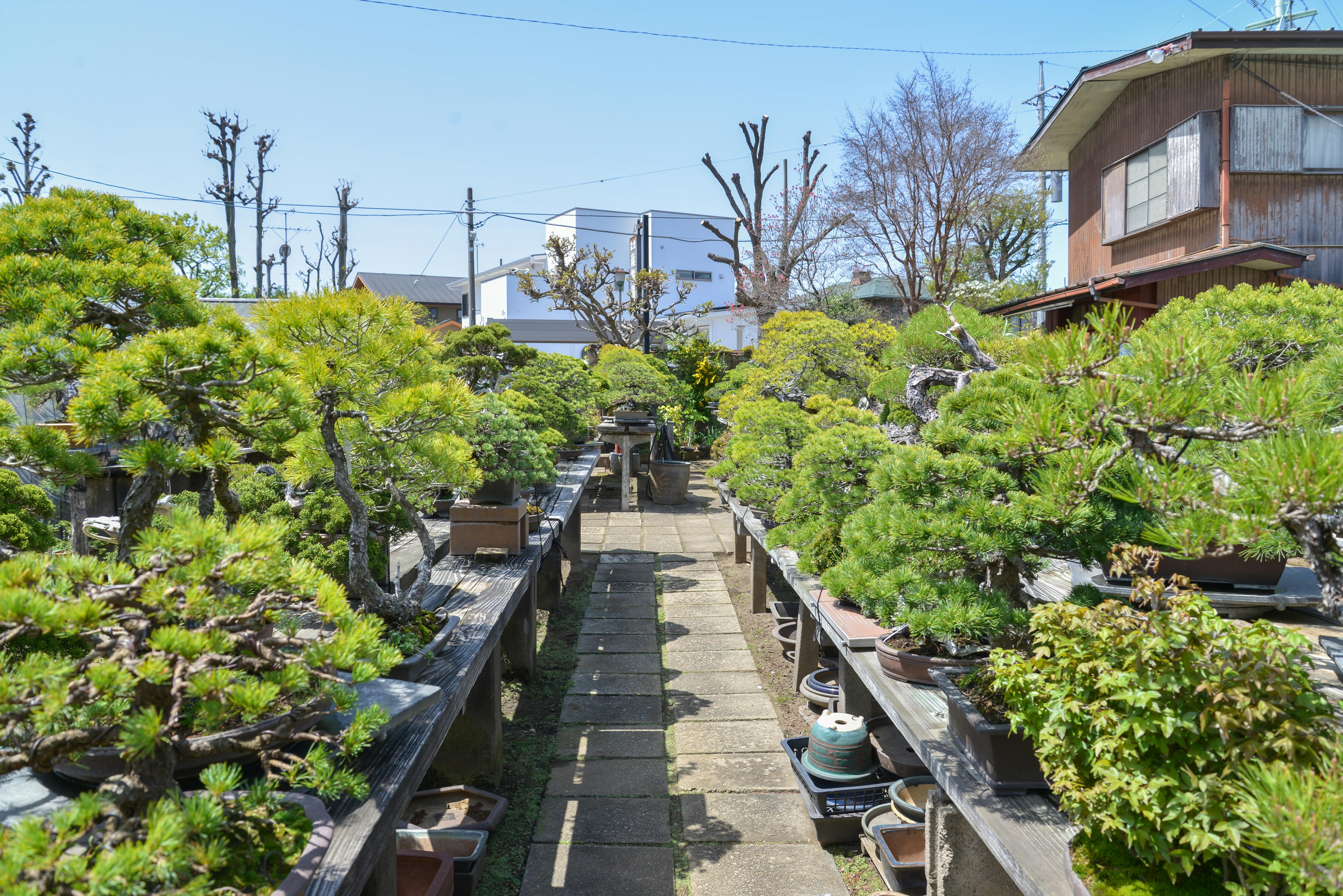 Outdoor garden with rows of bonsai trees on wooden benches, lining a stone pathway. Buildings and leafless trees are visible in the background under a clear blue sky.