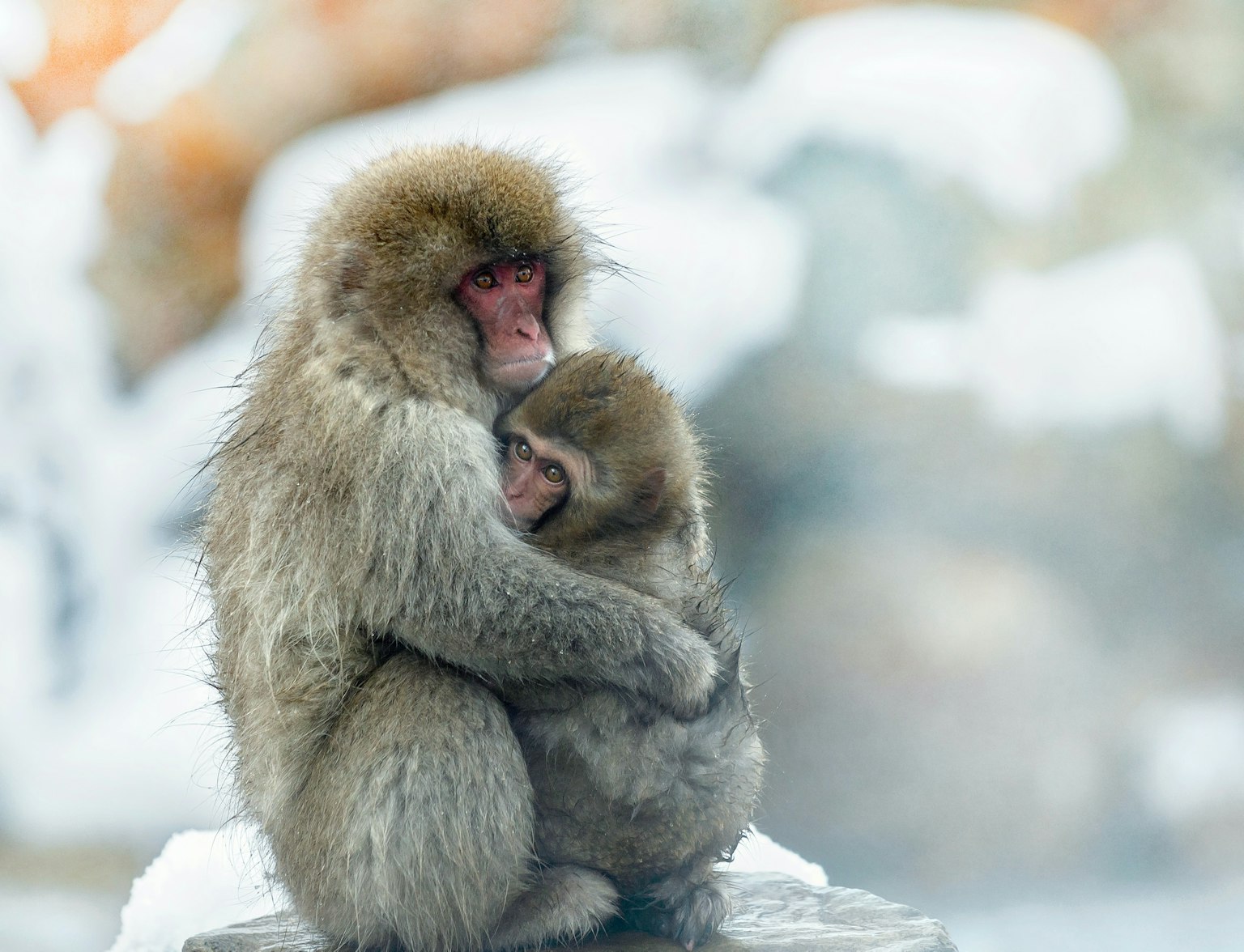 Snow Monkeys