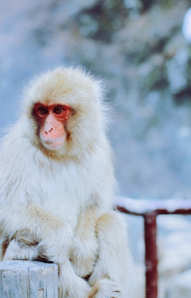 Snow Monkey snow-monkey.jpg
