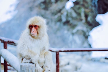 snow-monkey.jpg
