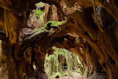 Yakushima Cedar