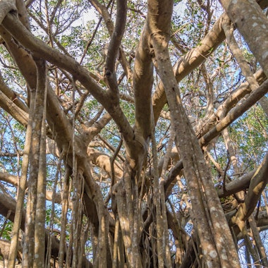 Gajumaru trees Gajumaru trees