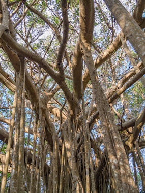 Gajumaru trees