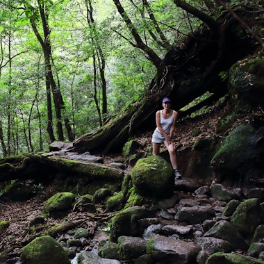 Yakushima Cedar Forest Yakushima Cedar Forest