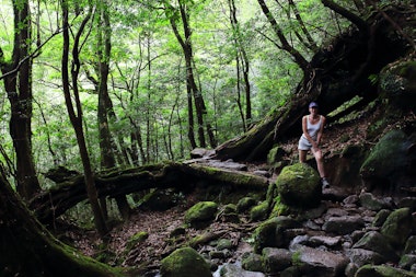 Yakushima Cedar Forest