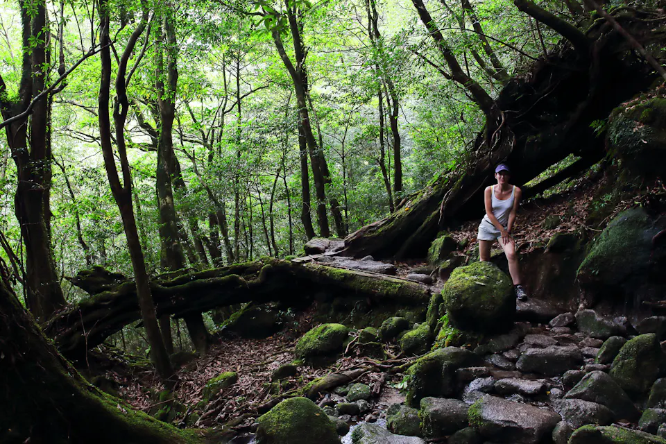 Yakushima Cedar Forest