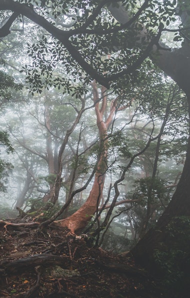 Yakusugi forest Yakusugi forest