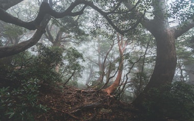 Yakusugi forest
