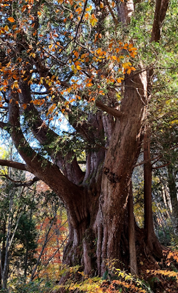 Oo-nezuko Tree