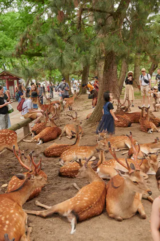 A group of people, including children, interact with numerous spotted deer resting under trees in a park. The area is shaded, and more visitors and deer can be seen in the background.