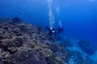 Two scuba divers explore an underwater coral reef teeming with marine life. Bubbles rise from their equipment as they swim past colorful corals and schools of small fish in the clear blue water. Sunlight filters in from above, illuminating the vibrant scene.