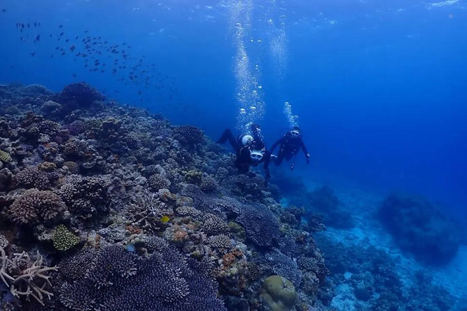 Diving in Okinawa 两名潜水员探索生机勃勃的水下珊瑚礁,周围有丰富的海洋生物。在清澈的蓝色水域中,他们游过五颜六色的珊瑚和一群小鱼,设备中冒出的气泡随着他们的游动而上升。阳光从上方洒下,照亮了生动的场景。