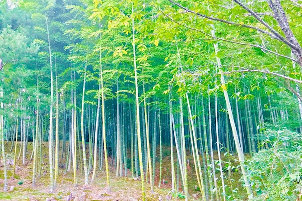 Arashiyama Bamboo Grove