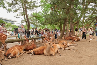 Nara Park